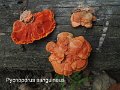 Pycnoporus sanguineus-amf2131